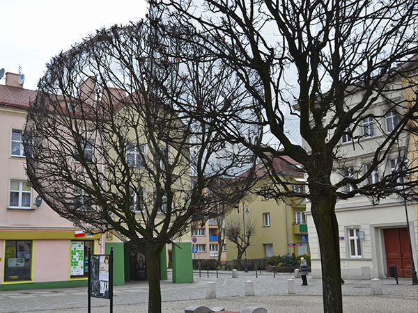 drzewa koło ratusza Oleśnica